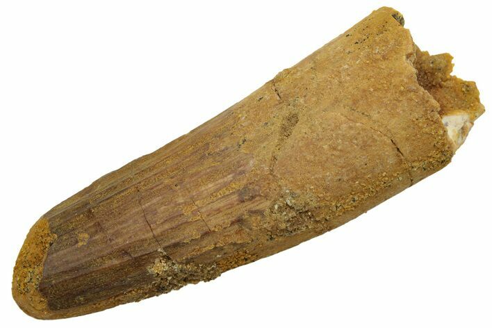 Fossil Spinosaurus Tooth - Real Dinosaur Tooth #235047